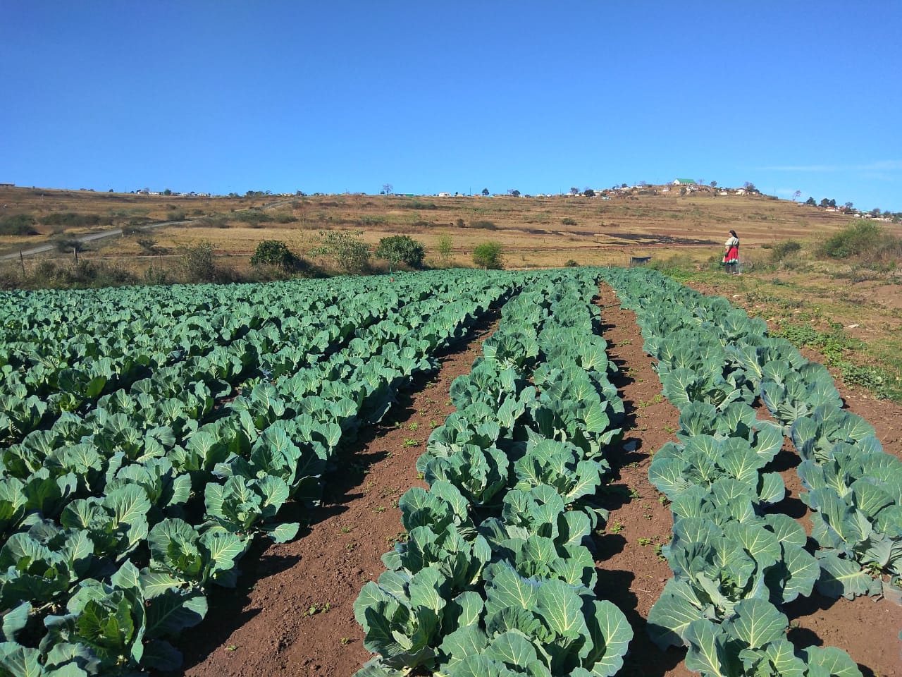 Chobozumhlanga cabbage fields
